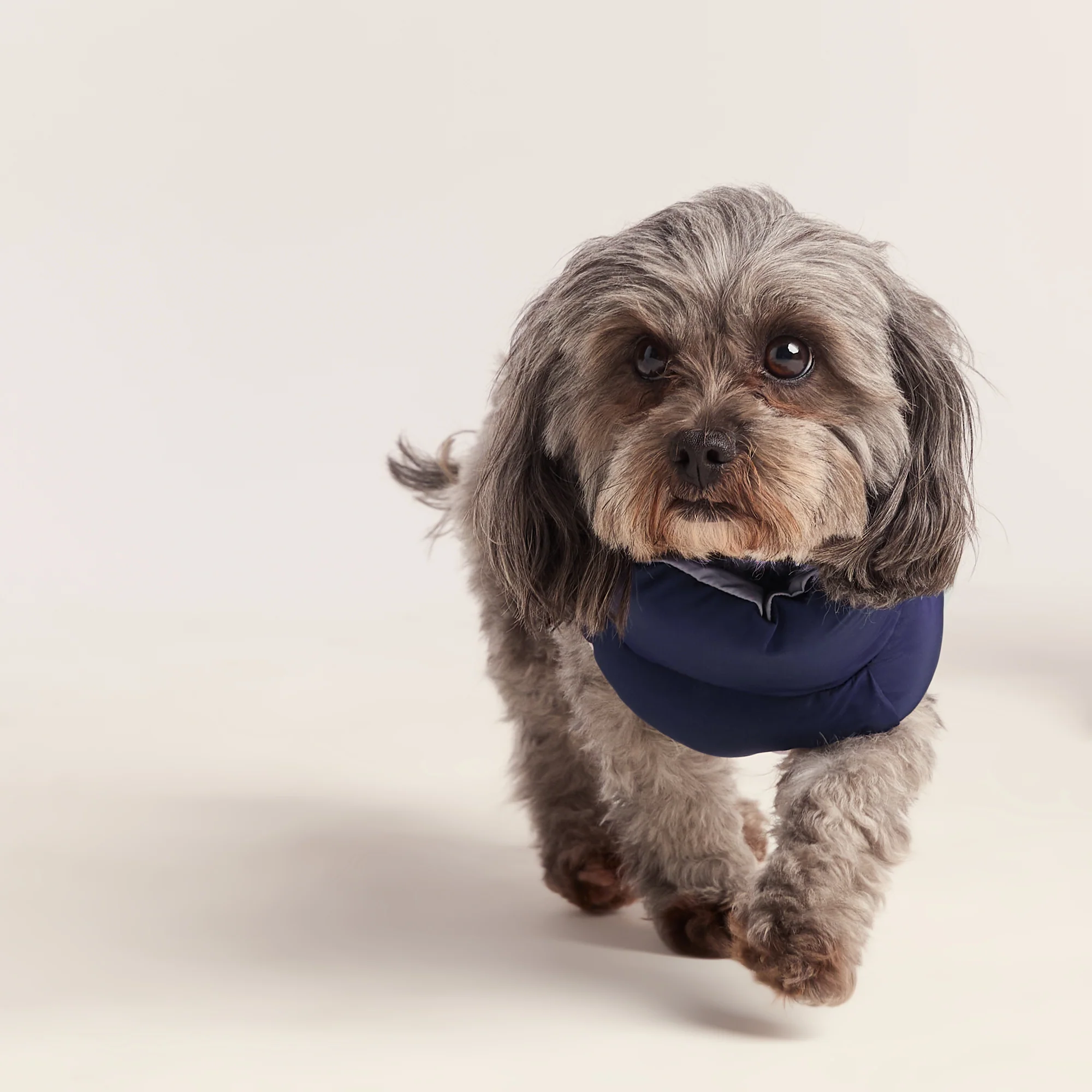 Fetch Padded Dog Coat XS - Oxford Blue/Light Mist/Lavender Grey - Image 5