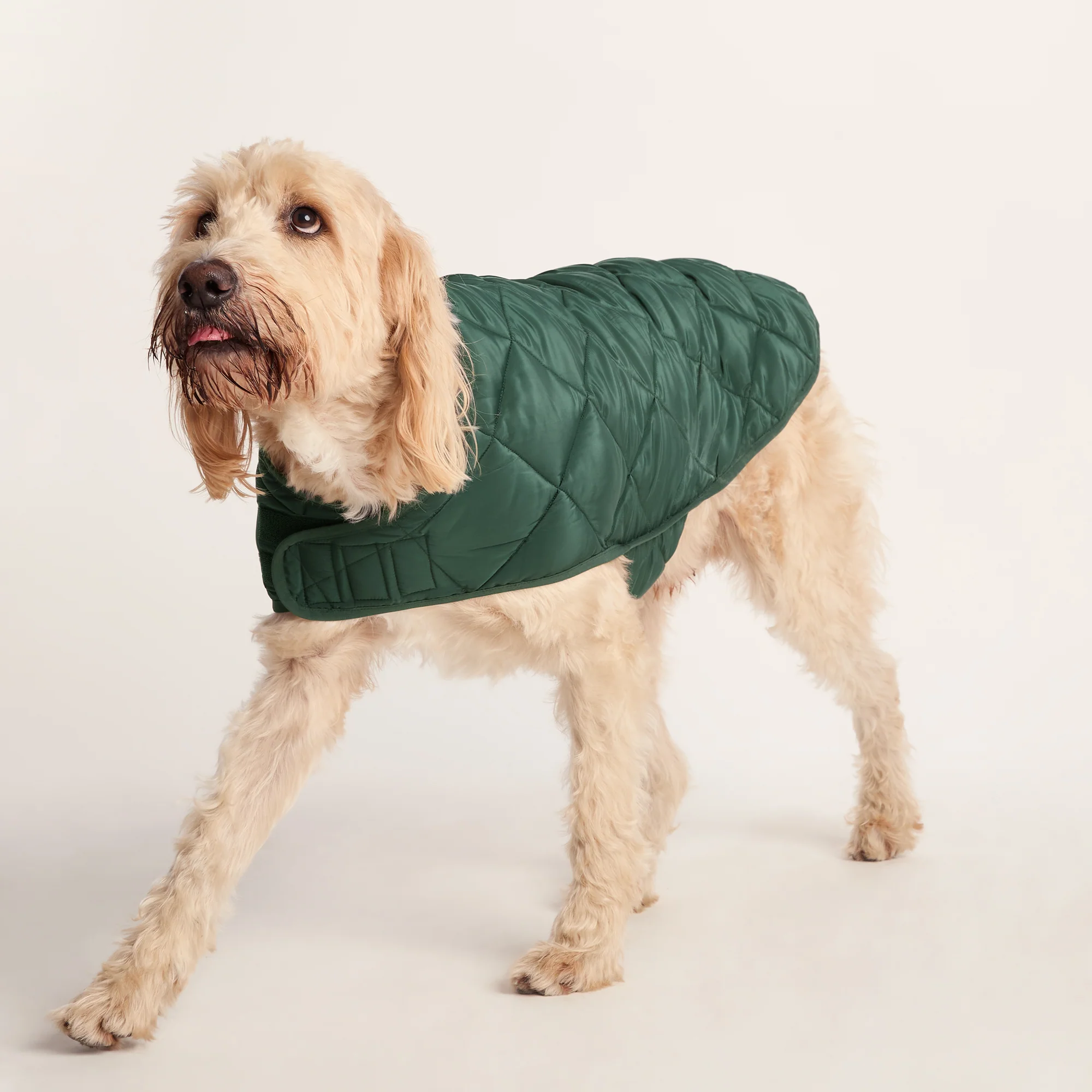 Fido Padded Dog Coat XL - Racing Green - Image 4